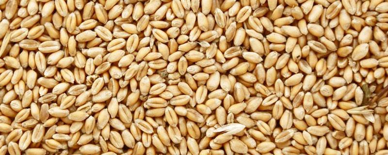 小麦种子无氧呼吸产生什么（小麦种子是有氧呼吸还是无氧呼吸）