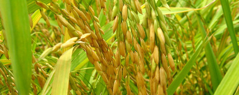 印度的水稻主要分布在哪里 印度水稻种植主要分布在什么地区