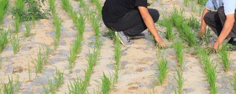 旱稻和水稻的区别（水稻分旱稻和水稻米）