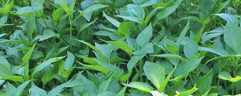 辣椒苗矮小用什么药长得快（辣椒矮小不长用什么药防治）