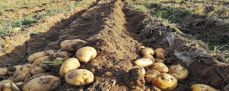土豆底肥用多少复合肥（土豆底肥用什么）