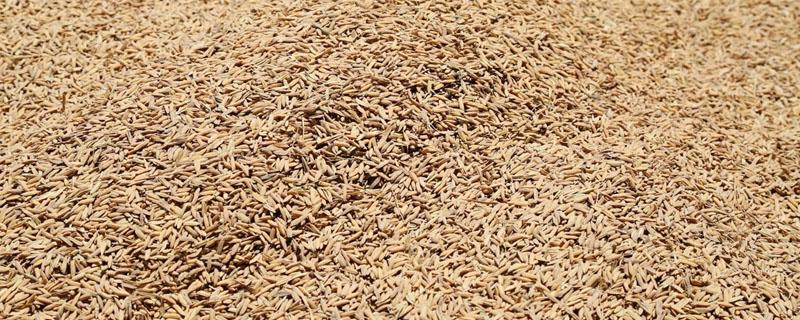 储藏稻谷生虫用什么药（稻谷生虫用什么药处理）