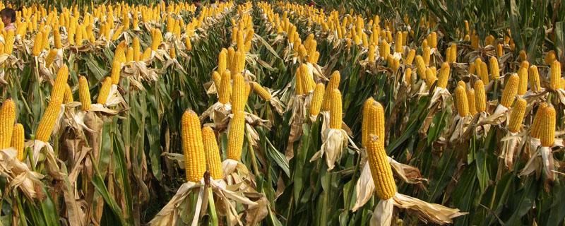 玉米种植的株距和行距是多少 玉米种植的株距和行距是多少两米地模