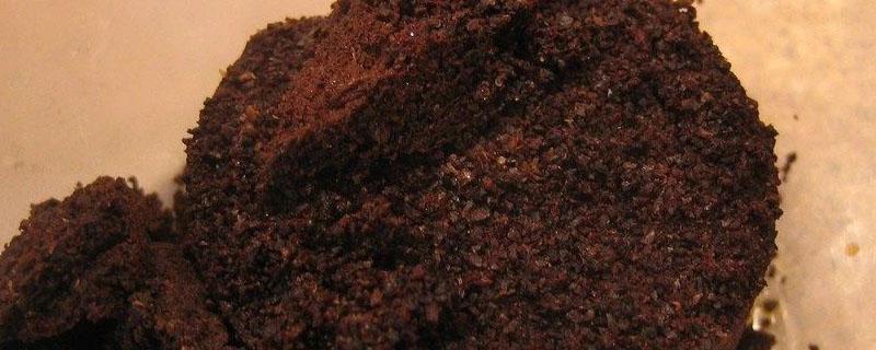 咖啡渣怎么做肥料 咖啡渣怎么做肥料现在种空心菜可以吗