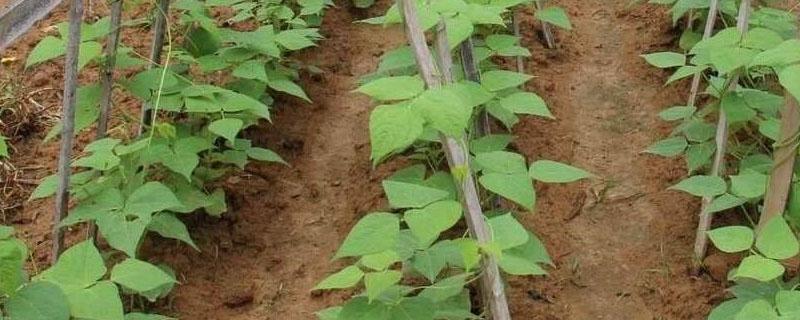 豆角种植的株距和行距（豆角种植的间距和行距）