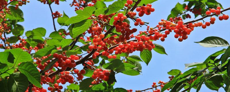 樱桃裂口是打药打多了吗? 防止樱桃裂口打什么药