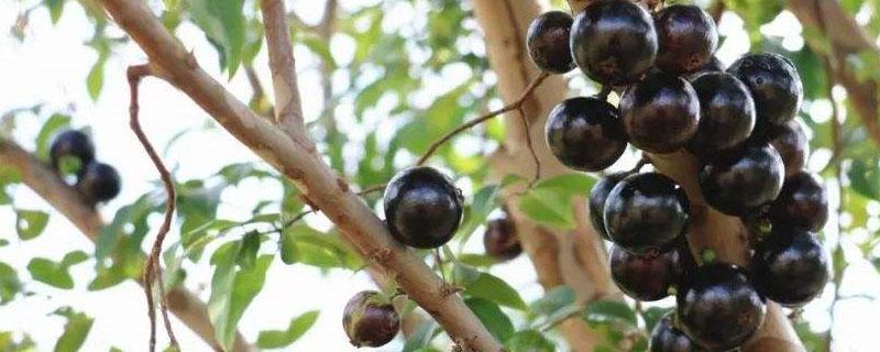 嘉宝果在北方种植能结果吗?（嘉宝果北方能栽吗）