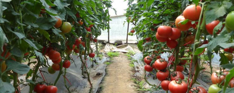 大棚西红柿亩产量多少斤 西红柿亩产量多少公斤