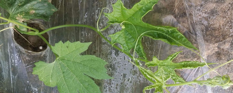 肥害的典型症状（玫瑰花肥害的典型症状）