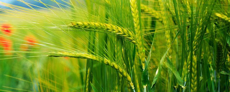 印度小麦主要分布在什么地区 印度的小麦种植区主要分布在
