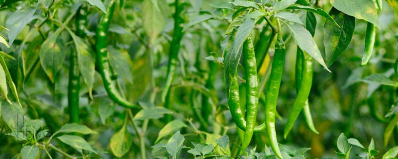 辣椒的常见病害图谱及防治 辣椒病害大全高清详解