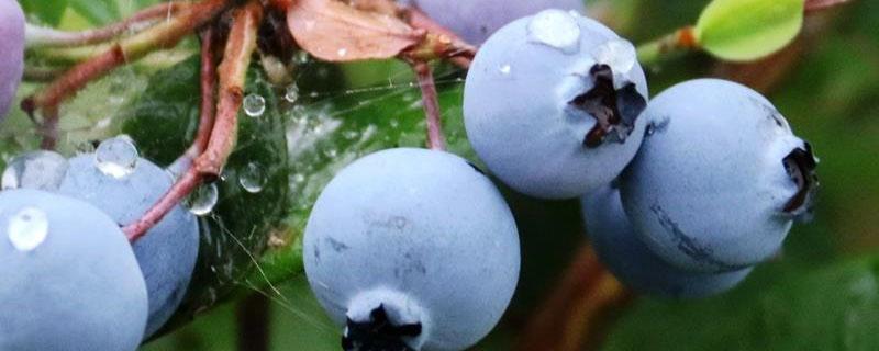 硫酸亚铁在蓝莓中的使用方法（蓝莓可以使用硫酸亚铁吗）