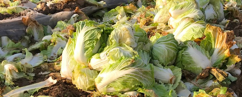 菜叶子怎么做肥料 菜叶子做有机肥