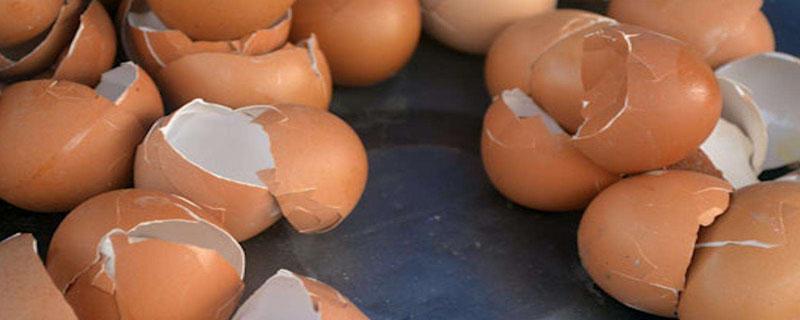 鸡蛋壳做肥料正确的做法 鸡蛋壳子可以做什么肥料