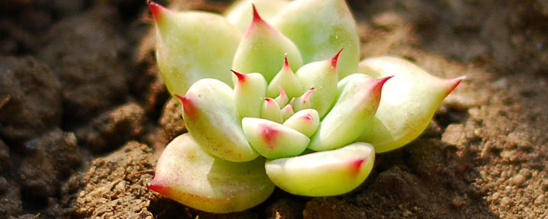 美乐棵通用型怎么用（美乐棵通用型什么时候使用）