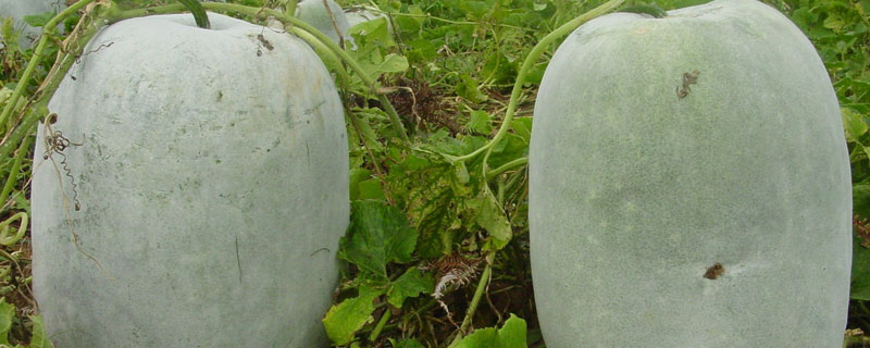 春雷喹啉铜防治什么病（春雷喹啉铜防治什么病是打红蜘蛛的吗）