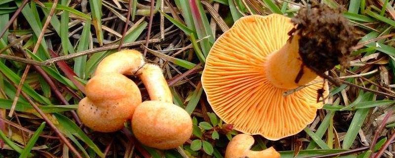 湖南枞树菌几月份才有（枞树菌几月份采收）