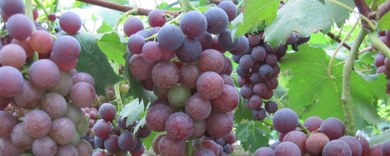 赤霉素对葡萄的作用和使用方法（赤霉素对葡萄的作用和使用方法是什么）
