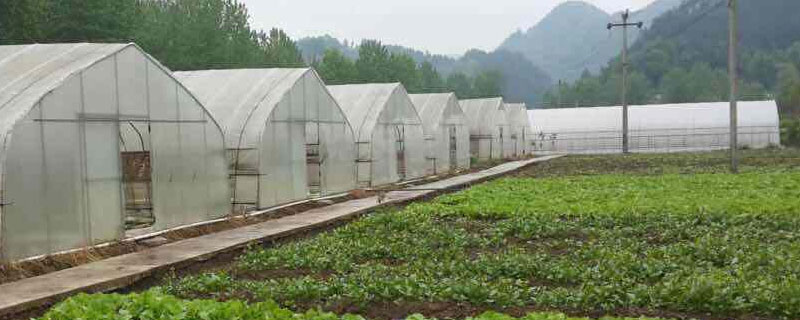 增加大棚二氧化碳浓度的具体措施（如何增加大棚二氧化碳浓度）