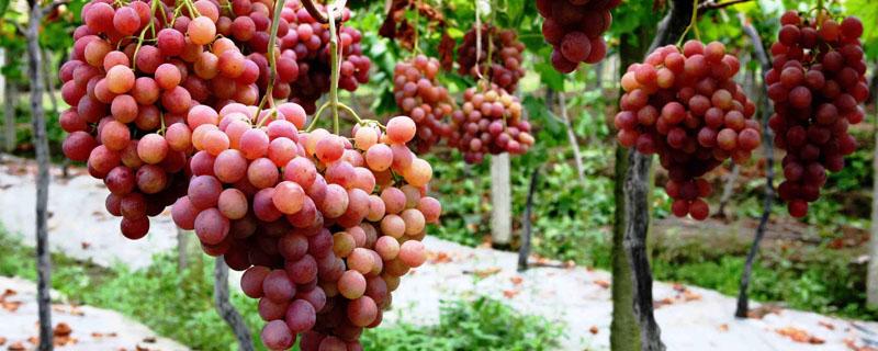 适合南方露天种植的葡萄品种（适合南方露天栽培的葡萄品种）