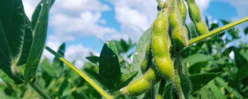 松嫩平原发展绿色大豆的原因（松嫩平原主要的粮食作物）