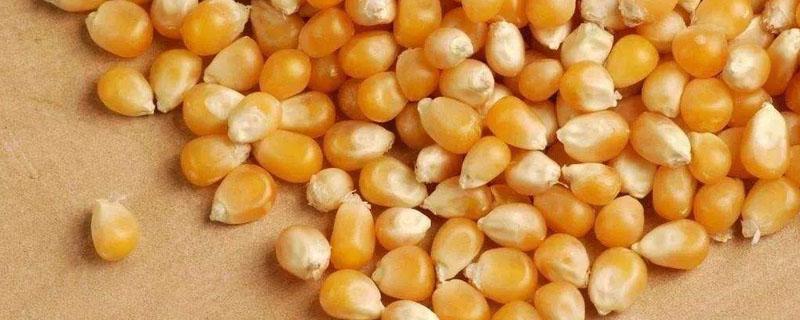 玉米种子可以二次包衣吗 包衣的玉米种子播种前能晒吗