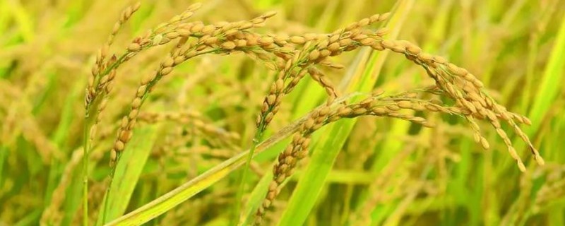 水稻种子跟大米一样么 水稻的种子是不是就是大米