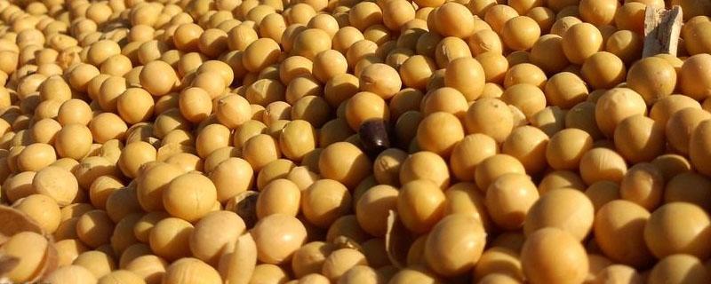 中国是粮食进口国还是出口国（中国粮食出口大国还是进口大国）