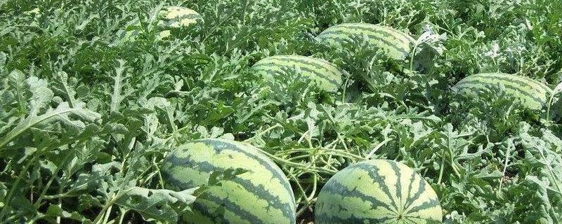 西瓜蔓裂口是什么原因（西瓜裂蔓是什么病）