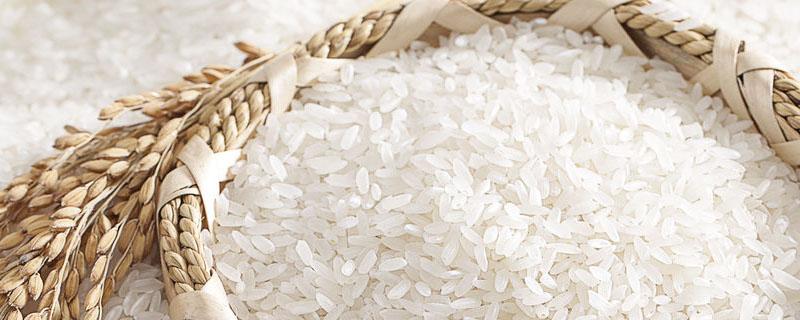 大米是水稻还是小麦（我们吃的大米是水稻还是小麦）