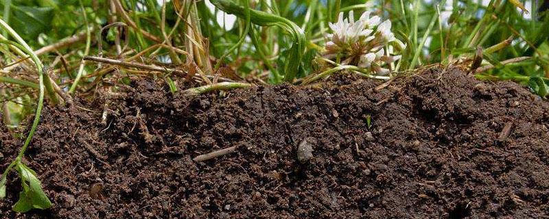 熟石灰能改良酸性土壤吗 熟石灰为什么能改良酸性土壤