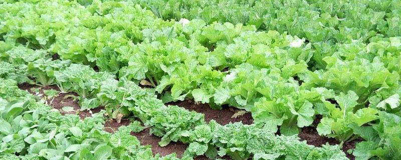 沼气液施肥正确方法 沼气肥的使用方法