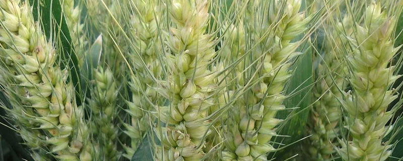 小麦种子成熟过程中淀粉含量 小麦种子成熟过程中淀粉含量升高为什么