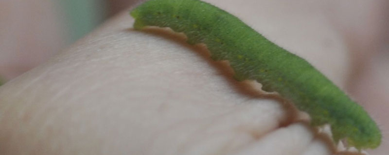 杀菜青虫的自制偏方 自制蔬菜杀虫剂哪种方法最好