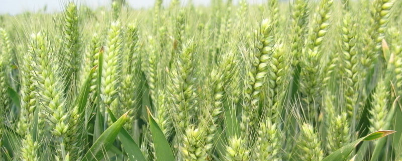 小麦受药害几天能缓解 小麦药害症状