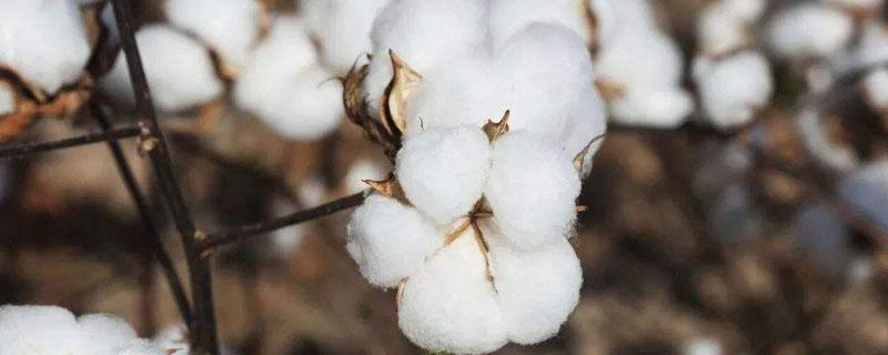 蝗灾对棉花的影响（蝗灾对农作物的影响）
