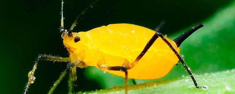 小苏打水能杀死蚜虫吗 开水能杀死蚜虫吗