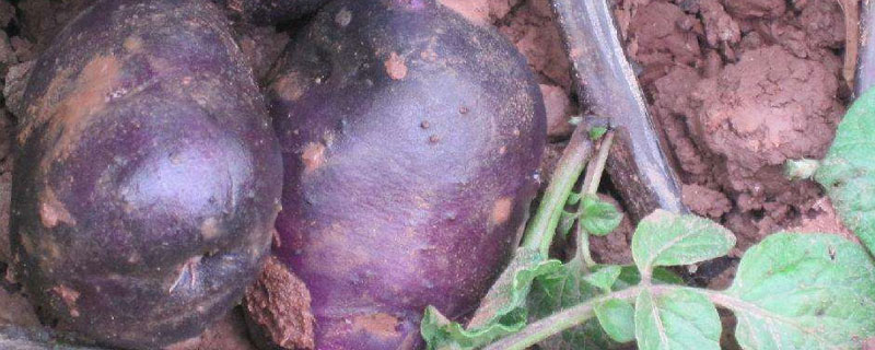 黑土豆适合哪里种植（黑土豆在哪里种植）