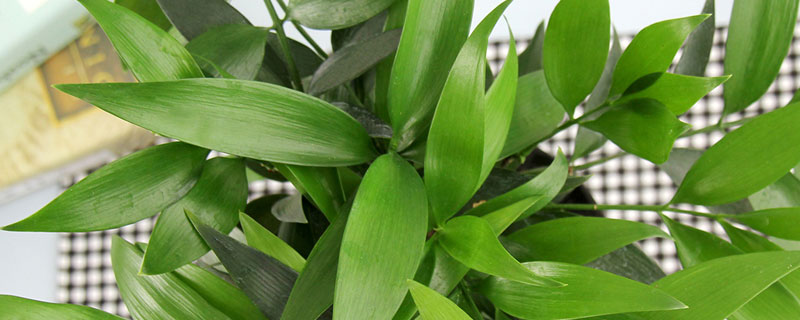 长寿竹的养殖方法和注意事项怎么养 长寿竹的风水禁忌