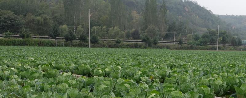 作物栽培学与植物生理学的区别（作物栽培学与植物生理学的区别和联系）