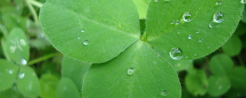 苜蓿草怎样种植一年能收几季