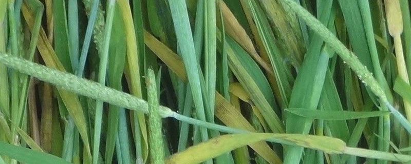 果树草能代替提摩西吗（提摩西草可以种吗）