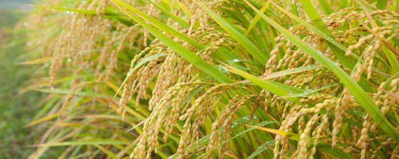 菌肥对水稻的作用（微生物菌肥对水稻的作用）