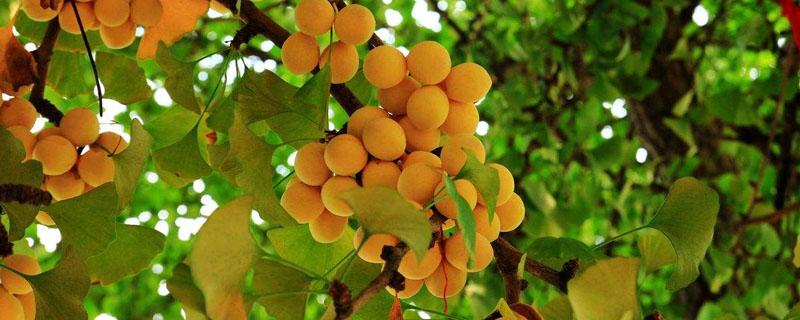 银杏树容易得什么病虫害 银杏树的病虫害防治