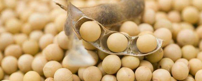 黄豆肥水制作方法