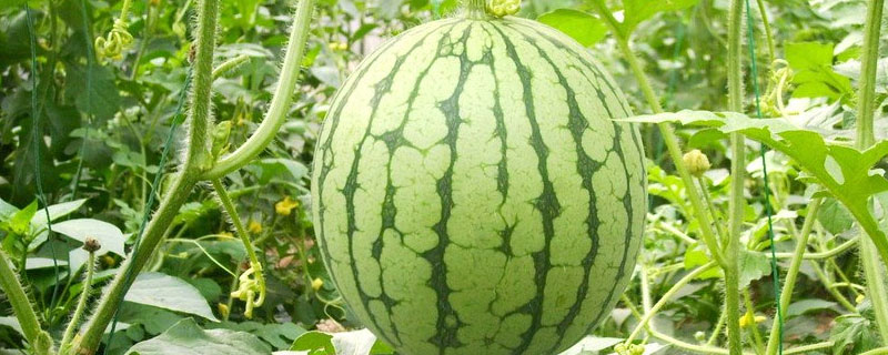 农作物甜度高的原因（温度高低对甜度的影响）