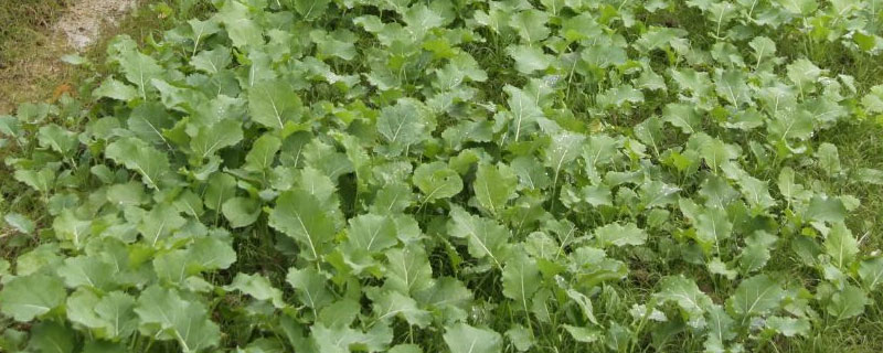 植物调节剂在农业生产的应用 植物生长调节剂在作物生产上有哪些应用