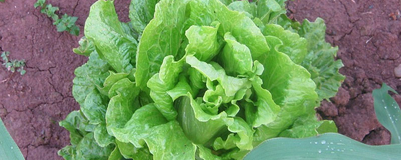 植物调节剂在生菜上应用 植物生长调节剂在蔬菜上的应用