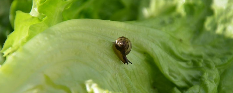 农作物叶子上长了蜗牛怎么办 菜叶子上的蜗牛怎么治