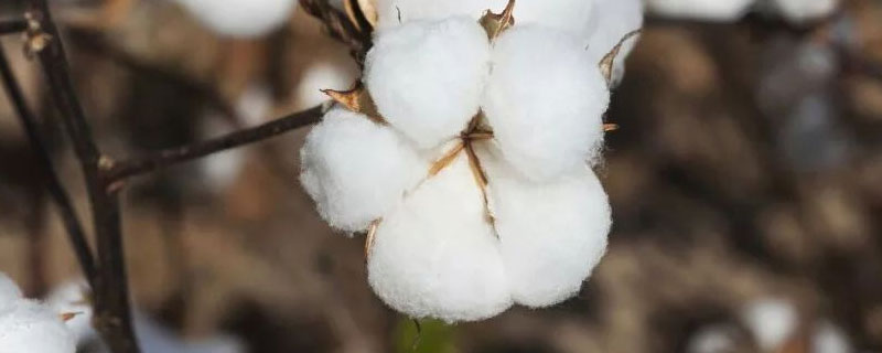 我国古代棉花种植的影响 棉花是古代汉族栽培的对吗